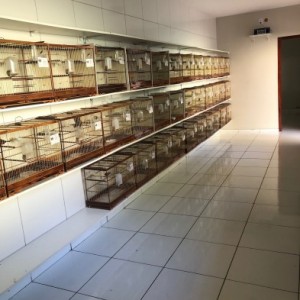 Fortaleza dos Matutos