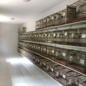 Fortaleza dos Matutos