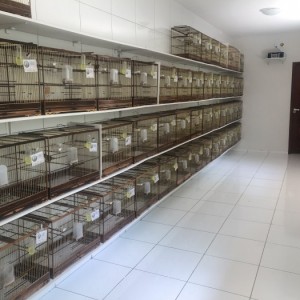 Fortaleza dos Matutos