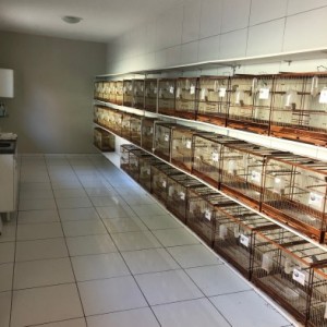 Fortaleza dos Matutos